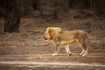A Lion male (Panthera leo) walking across the dry grassland.