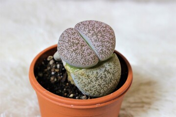 小さな観葉植物リトープス