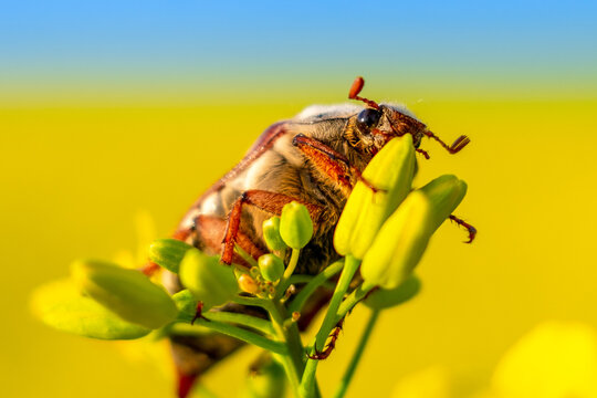 A Maybug (Melolontha melolontha) sitting on a buds of oilseed rape (canola) plants. Sunny day in springtime