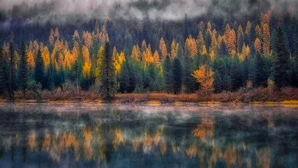 Western Larch, Pend Oreille River