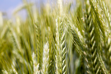 agriculture and agriculture for the cultivation of cereals