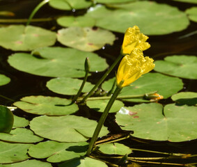 water lily on the pond