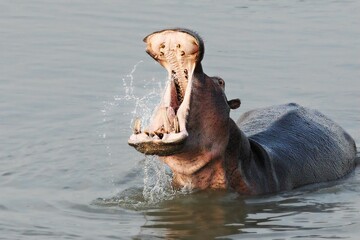 A Hippo (Hippopotamus amphibius) in the water. Hippo have a rest in the river with open mouth and teeth.
