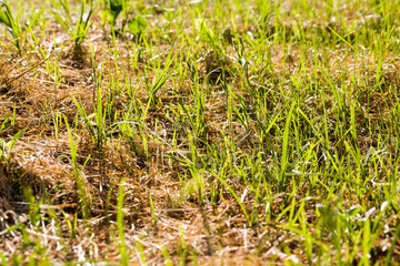 agricultural field where green wheat grows