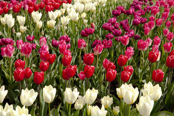 Colorful display of tulips in Skagit Valley near Mt. Vernon, WA
