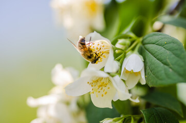 jasmine bush in warm sunset light