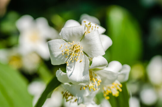 jasmine bush in warm sunset light