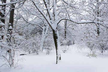 Black tree silhouette covered white snow  into city winter park wintery day landscape 