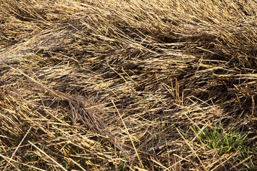 Naklejka premium Mature yellowed cereals
