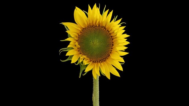 Macro time lapse opening Sunflower Head, isolated on pure black background