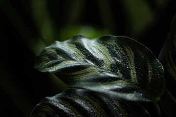 Calathea