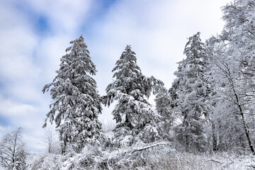 schneebedeckte Tannen
