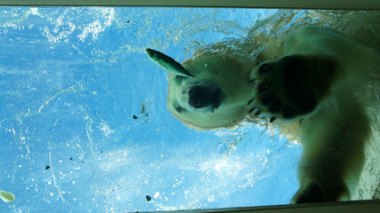 Polar bear diving for fish - obrazy, fototapety, plakaty