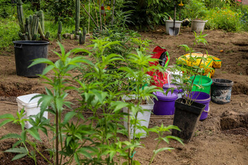 Freshly produced and treated composted land showing buckets and planting materials for cannabis sativa and indica for the production of legal medicinal products such as CBD and THC