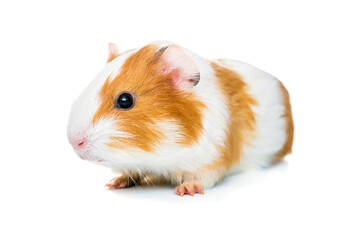 Guinea pig isolated on a white background. Domestic guinea pig