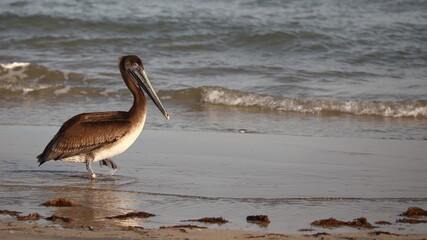 Banded, immature brown pelican wading out of the surf on the beach; reflected in the water; copy space
