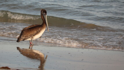 Juvenile brown pelican on the beach; reflected in the water; copy space