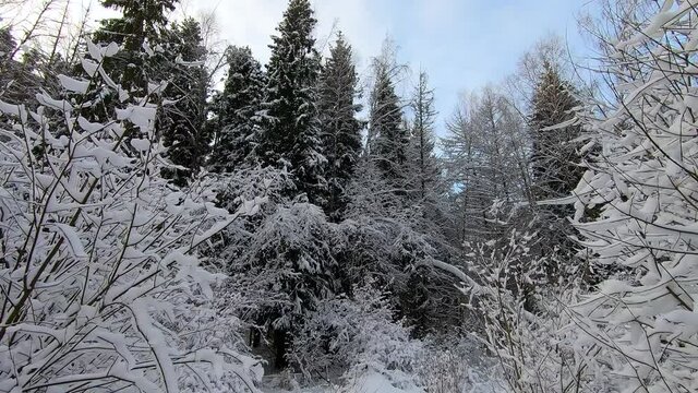 Beautiful landscape of snowy forest in winter. Trees stand covered in snow against the background of a blue sky