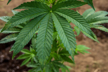 
marijuana \ cannabis plants planted in a garden (outdoors) in a natural way for cbd production in a home production.