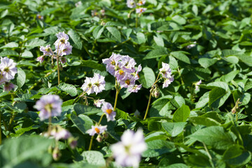 closeup flowering potatoes