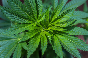 Fototapeta premium marijuana \ cannabis plants planted in a garden (outdoors) in a natural way for cbd production in a home production.