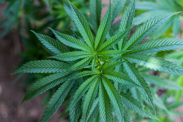 Wonderful close-up leaves of cannabis sativa or marijuana plant. Green leaves of marijuana in a garden.