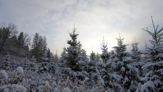 Beautiful landscape of snowy forest in winter. Trees stand covered in snow against the background of a blue sky