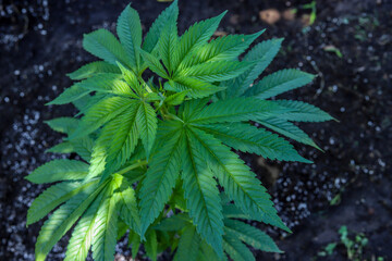 
marijuana \ cannabis plants planted in a garden (outdoors) in a natural way for cbd production in a home production.