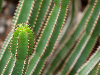 close up of lush green cacti