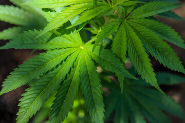 
marijuana \ cannabis plants planted in a garden (outdoors) in a natural way for cbd production in a home production.
