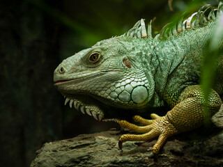 lush portrait of the green lizard Islamorada with beautiful painted skin and a dark background