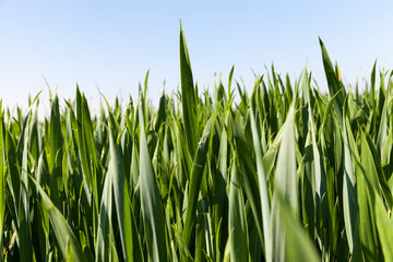 Obraz premium close - up of the agricultural crop rye