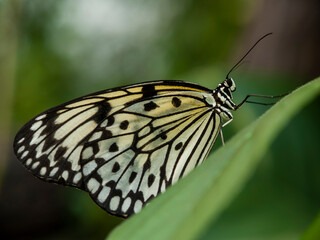 black and white painted jezebel butterfly sitting on a leaf with blurred background