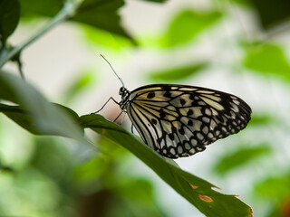 black and white painted jezebel butterfly sitting on a leaf with blurred background