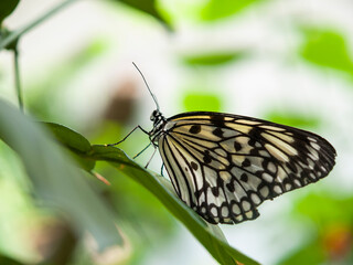 black and white painted jezebel butterfly sitting on a leaf with blurred background