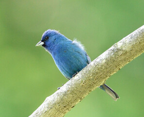 Indigo Bunting