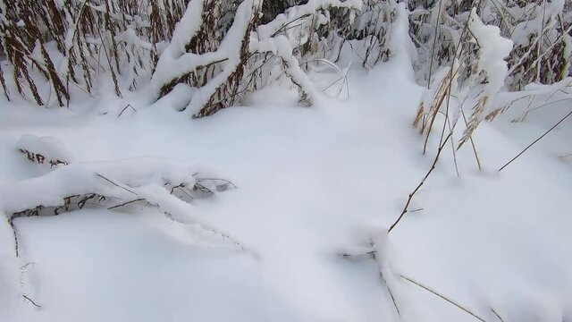 Beautiful landscape of snowy forest in winter. Trees stand covered in snow against the background of a blue sky