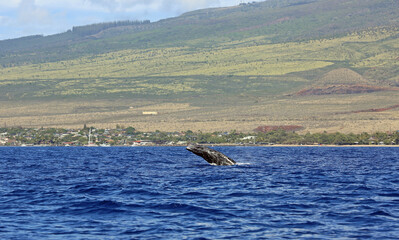 Baby whale jumping - Humpback whale - Maui, Hawaii