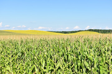 Young green corn field in summer