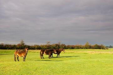 Horses in a meadow