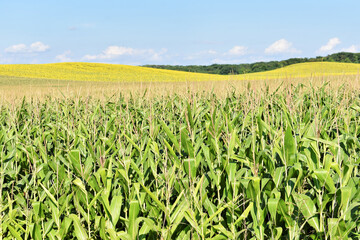Young green corn field in summer