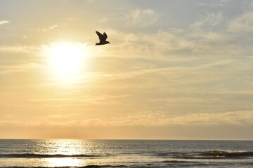 Fototapeta na wymiar Silhouette of a bird flying at the beach