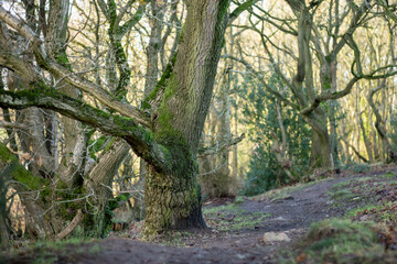Trees in Park in England Winter time and snow