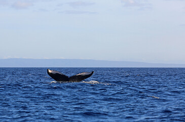 Fototapeta premium Whale tail fin - Humpback whale - Maui, Hawaii