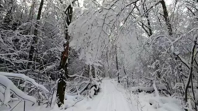 Slow motion snow falls from trees in winter. Beautiful landscape of winter nature. Slow shooting snow fall
