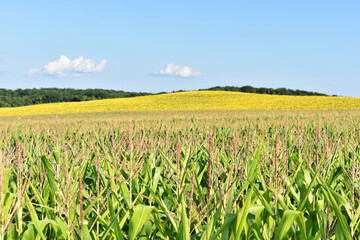 Young green corn field in summer