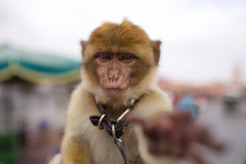 Monkey at Morocco