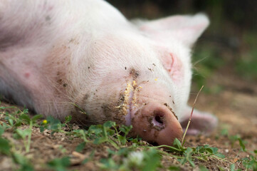 Fototapeta premium Pink nose