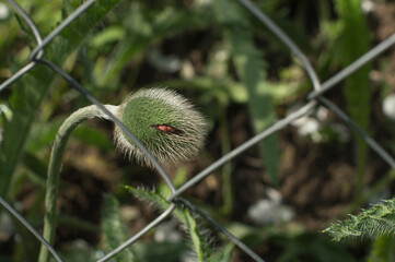 Decorative fluffy poppies closed in green fluffy leaves ready to bloom.