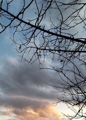 silhouette of a tree against the sky